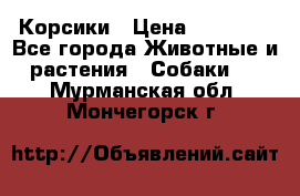 Корсики › Цена ­ 15 000 - Все города Животные и растения » Собаки   . Мурманская обл.,Мончегорск г.